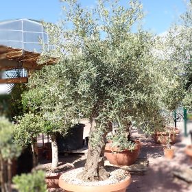 Maslina bonsai - Vrtni centar