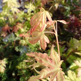 Japanski javor ’Orange Dream’