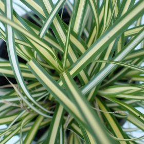 Carex oshimensis