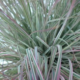 Schizachyrium