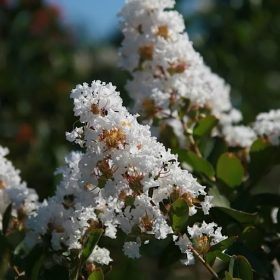 Indijski jorgovan 'Acoma'