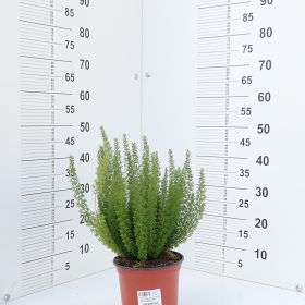 Asparagus 'Meyeri'