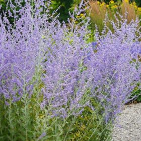 Ruska kadulja 'Blue Spire'
