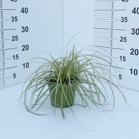 carex oshimensis