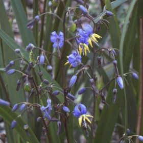 Dianella 'Coolvista'
