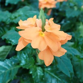 Crossandra 'Fortuna'