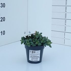delosperma pickle plant