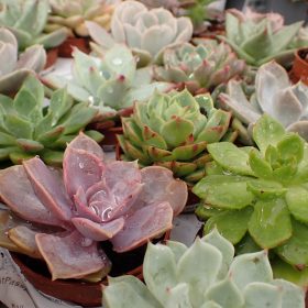 Echeveria mix