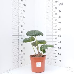 Farfugium