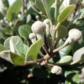 Feijoa