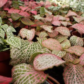 Fittonia mix