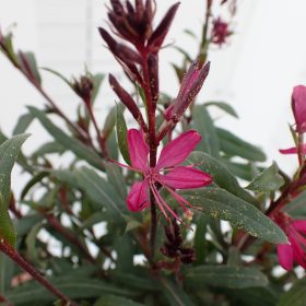 Gaura