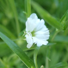 Gipsofila 'Fleur White'