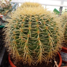 Kaktus 'Grusonii'