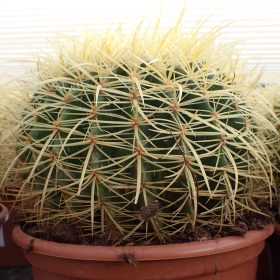 Kaktus 'Grusonii'