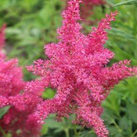 Astilba 'Henry Noblett'