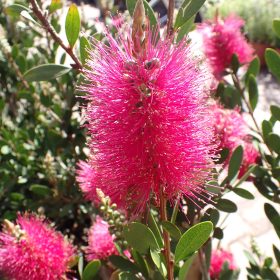 Četkovac 'Hot Pink'