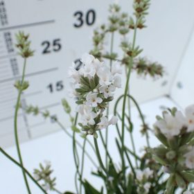 Bijela lavanda