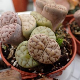 Lithops mix