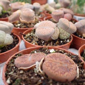 lithops1