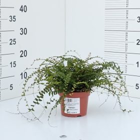 Paprat 'Green Lady'