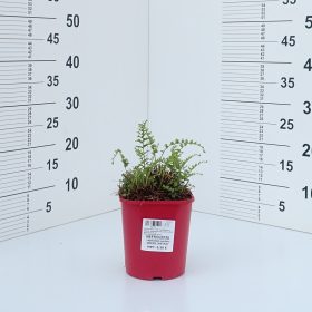 Praprot 'Green Fantasy'