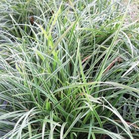 Ophiopogon