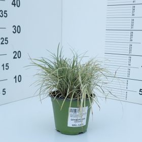ophiopogon