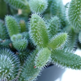 Delosperma - Pickle Plant