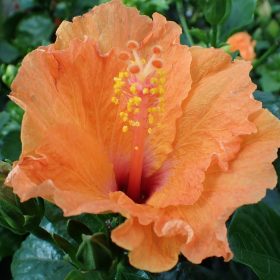 Sobni hibiskus mix