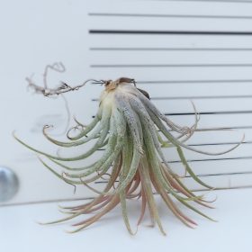 Tillandsia ionantha