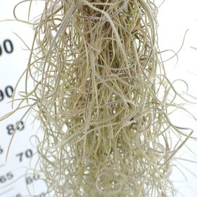 Tillandsia usneoides