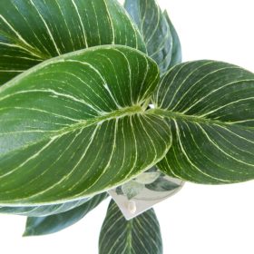 Filodendron 'White Wave'