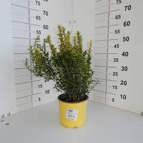 Euonymus pulchellus