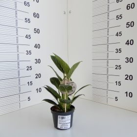 Filodendron White wave
