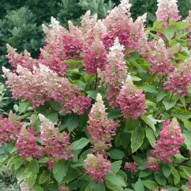 Hortenzija'Magical Candle'