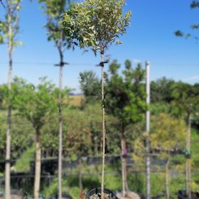 Japonski liguster 'Excelsum Superbum' - Vrtni center