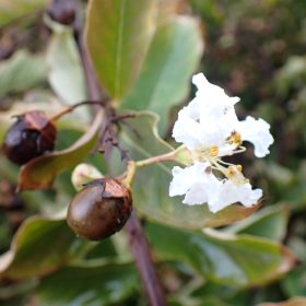 Indijski jorgovan 'Natchez'