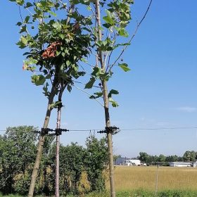Javorolisna platana - Vrtni centar