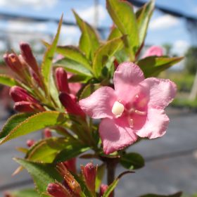 Weigela