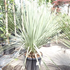 Dasylirion serratifolium