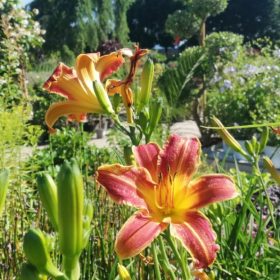 Hemerocallis