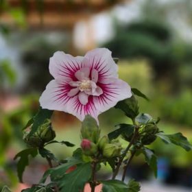 Hibiskus