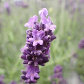 Aromatično bilje