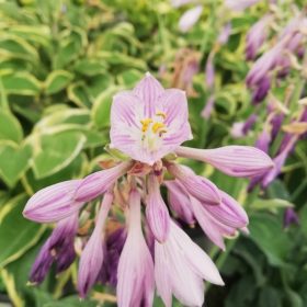Hosta
