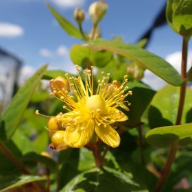 Hypericum