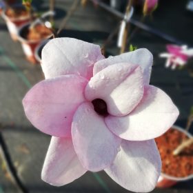 Magnolija