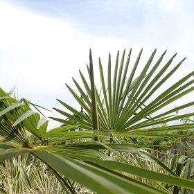 Palme