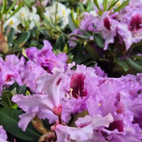Rododendron