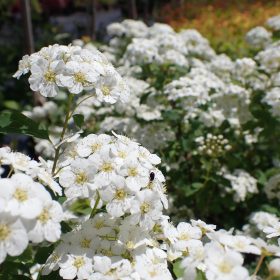 Spiraea
